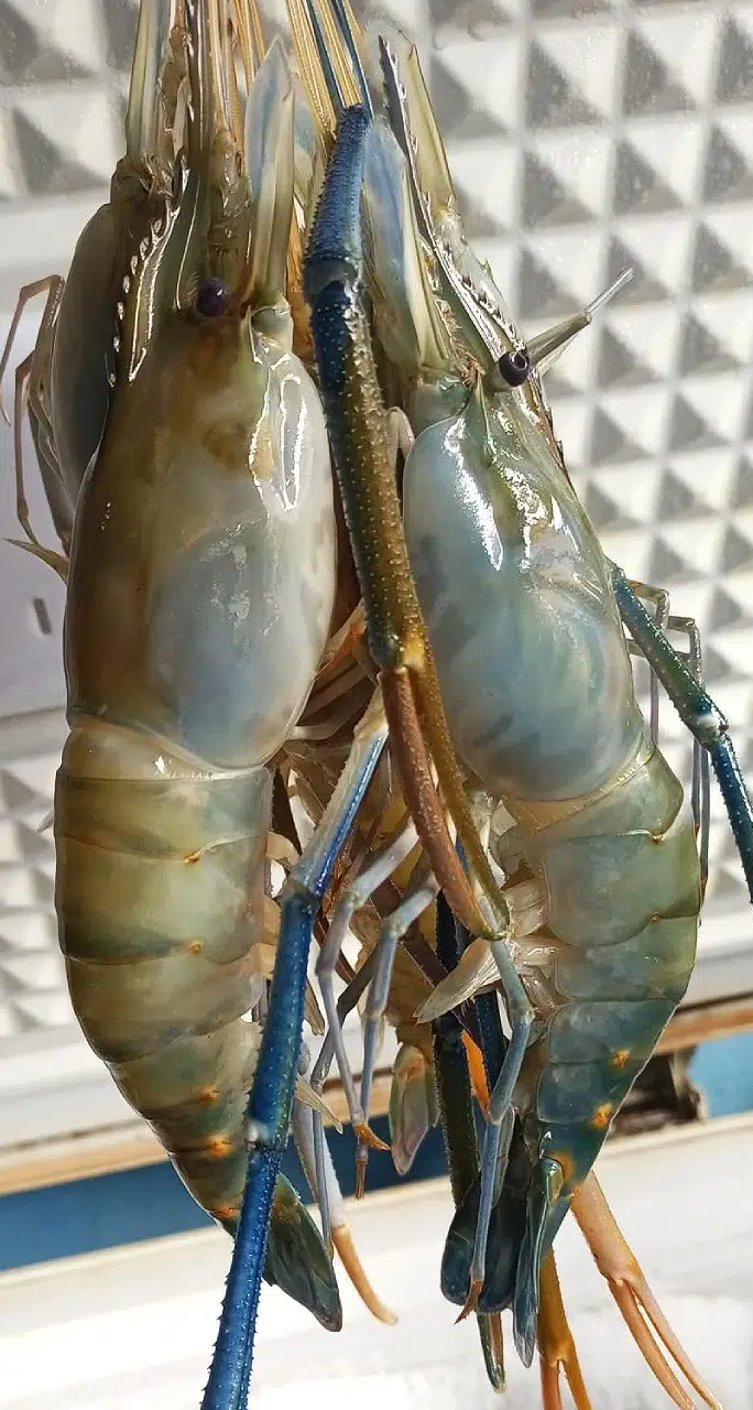 Crevettes géantes aux pinces bleues | L'art de Tatiana Gros plan de crevettes géantes avec pinces bleues